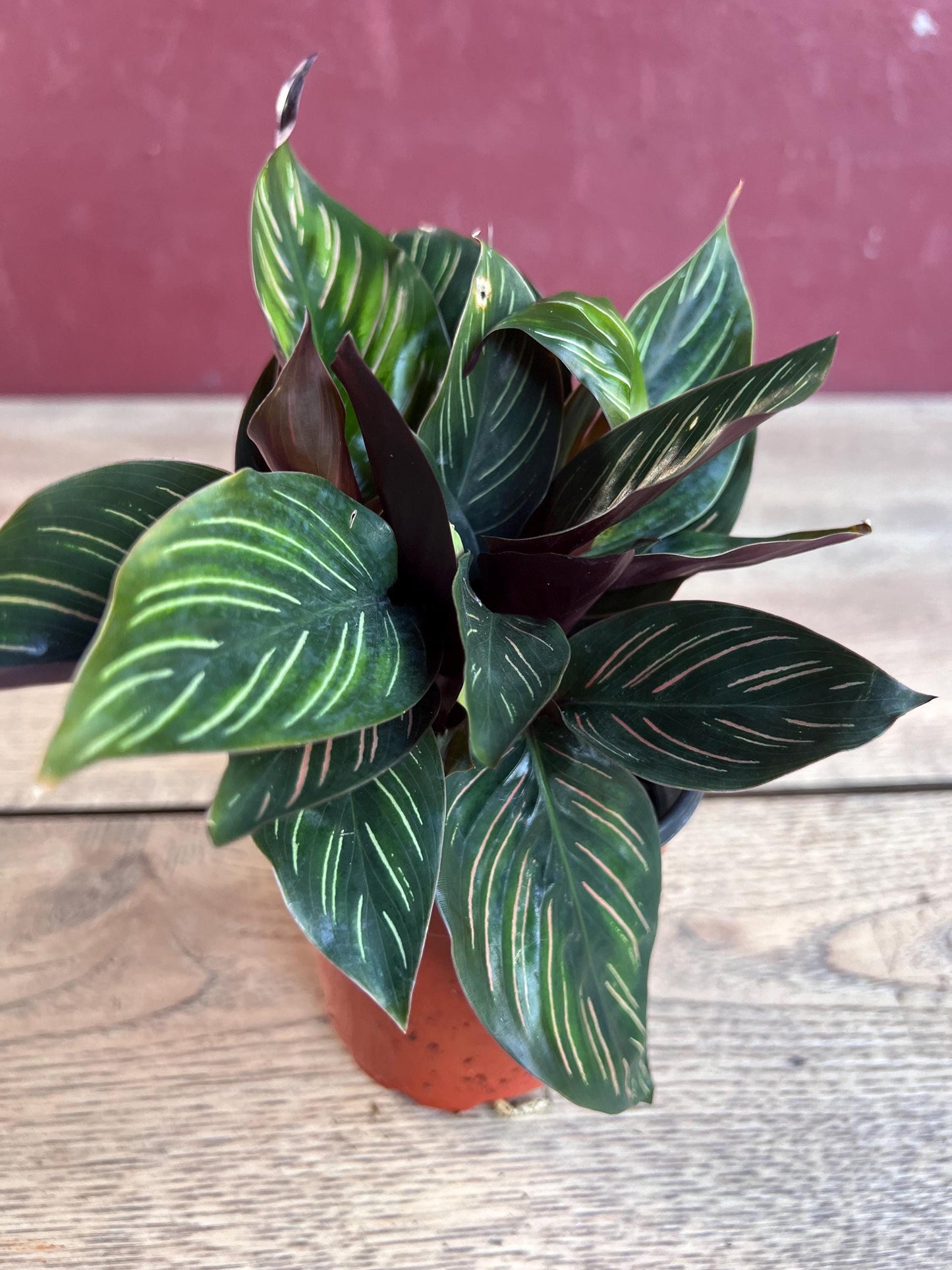Calathea Beauty Star - Calathea , in 4" pot, Prayer Plant
