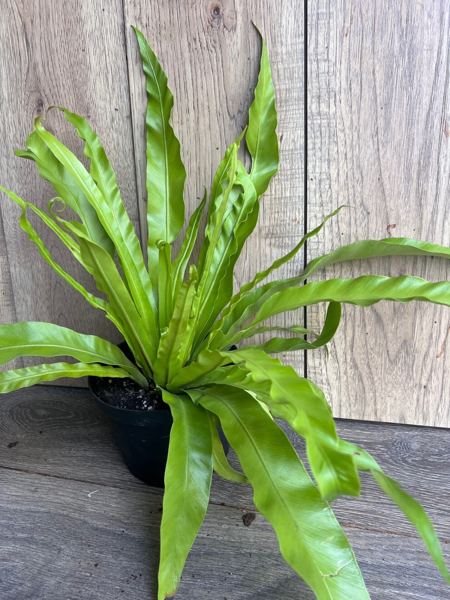 Asplenium Bird Nest Fern in 6" pot