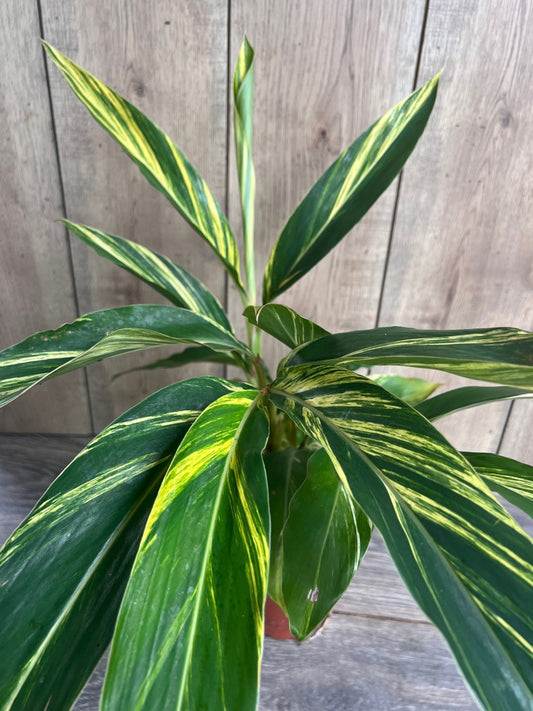 Variegated Shell Ginger (Alpinia Zerumbet ‘Variegata’) in 6" pot
