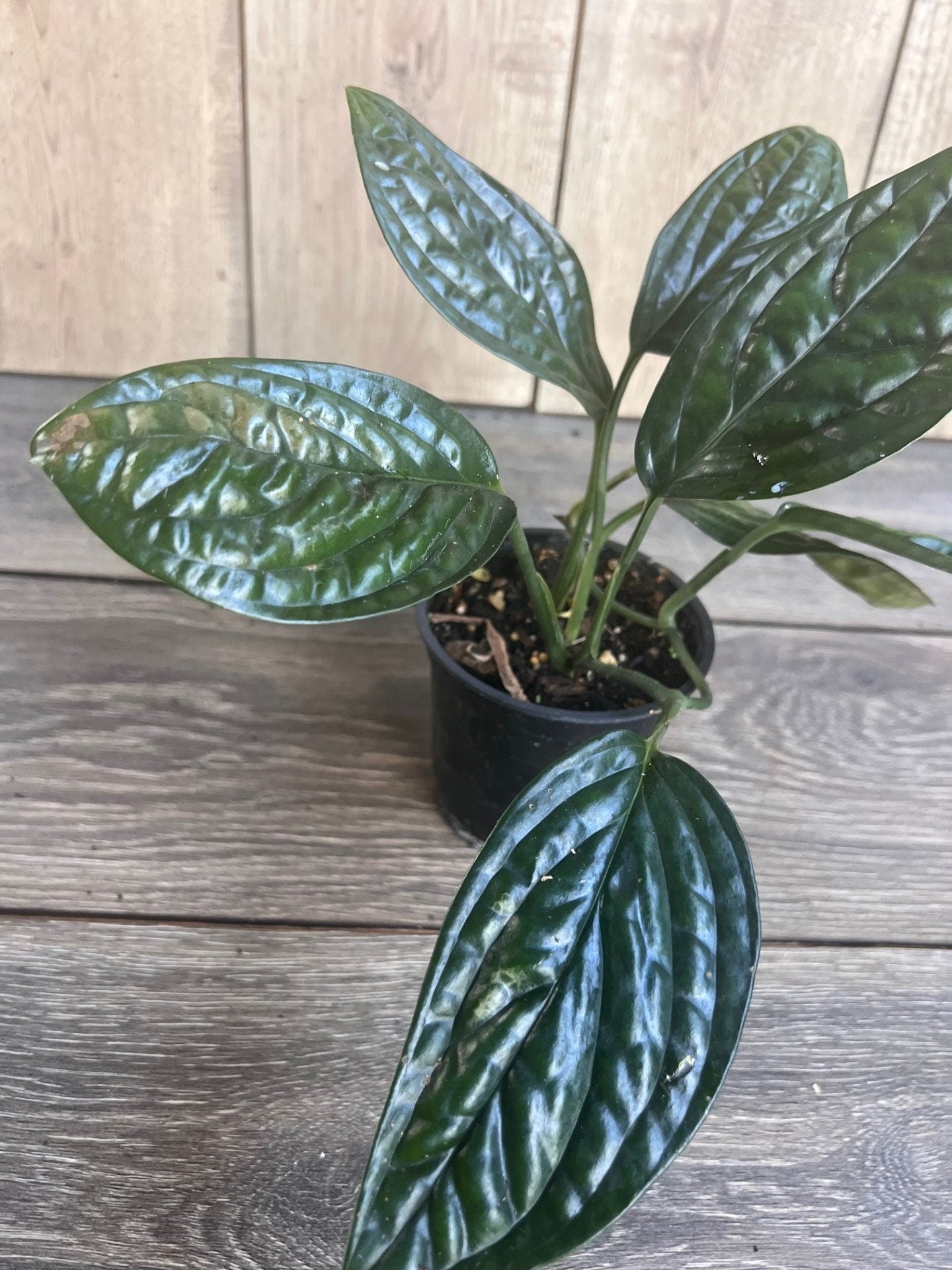 Monstera Peru in 4" pot, House Plant
