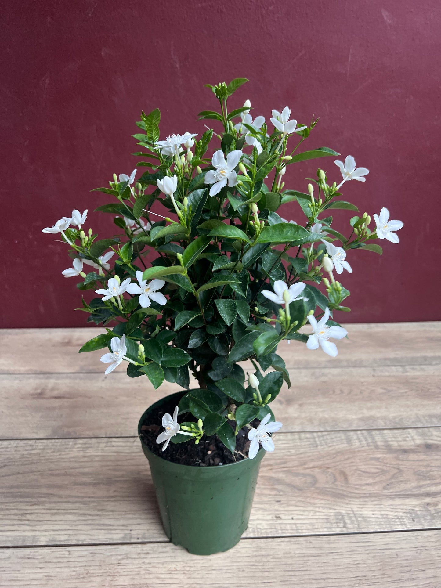 Asian Snow Jasmine in 6" Pot, house plant, indoor plant, outdoor plant