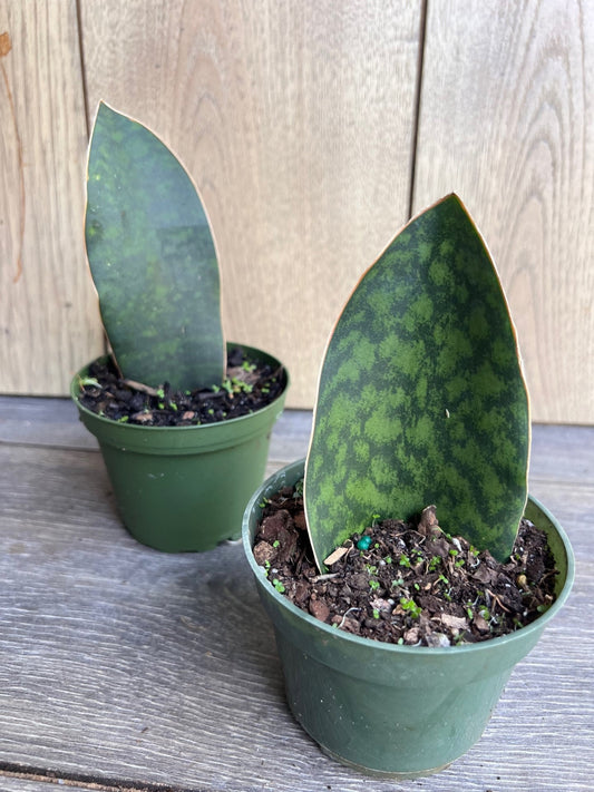 Sansevieria Masoniana, Sansevieria Whale Fin, Snake Plant in 4"