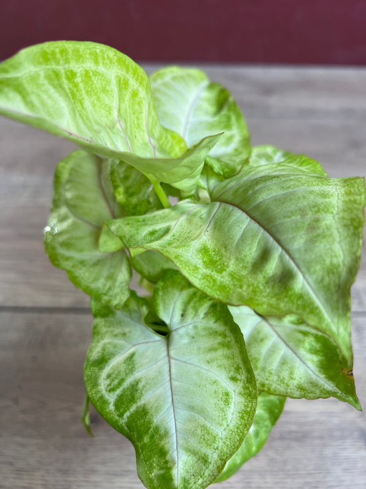 Syngonium Gold Allusion in 4" Pot