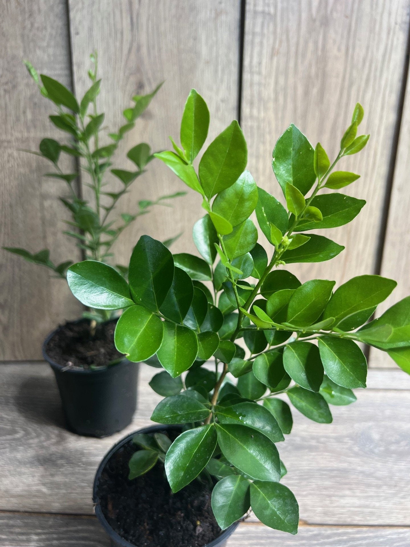 Orange Jasmine in 4" Pot, Murraya paniculata