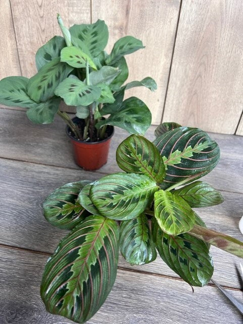 Maranta Red in 4" Pot