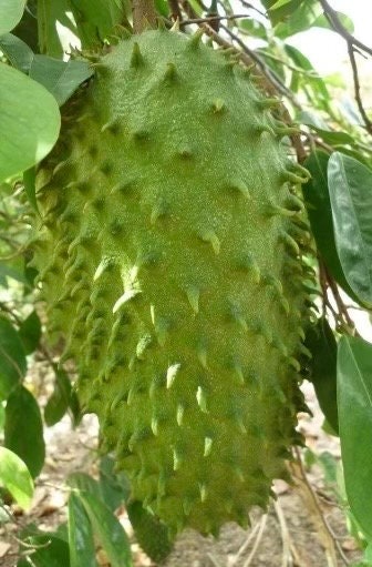 Soursop Tree, guanabana in 3 gallon  gallon pot ,grafted,  Sirsak, Anona Muricata, No Ship to CA and HI