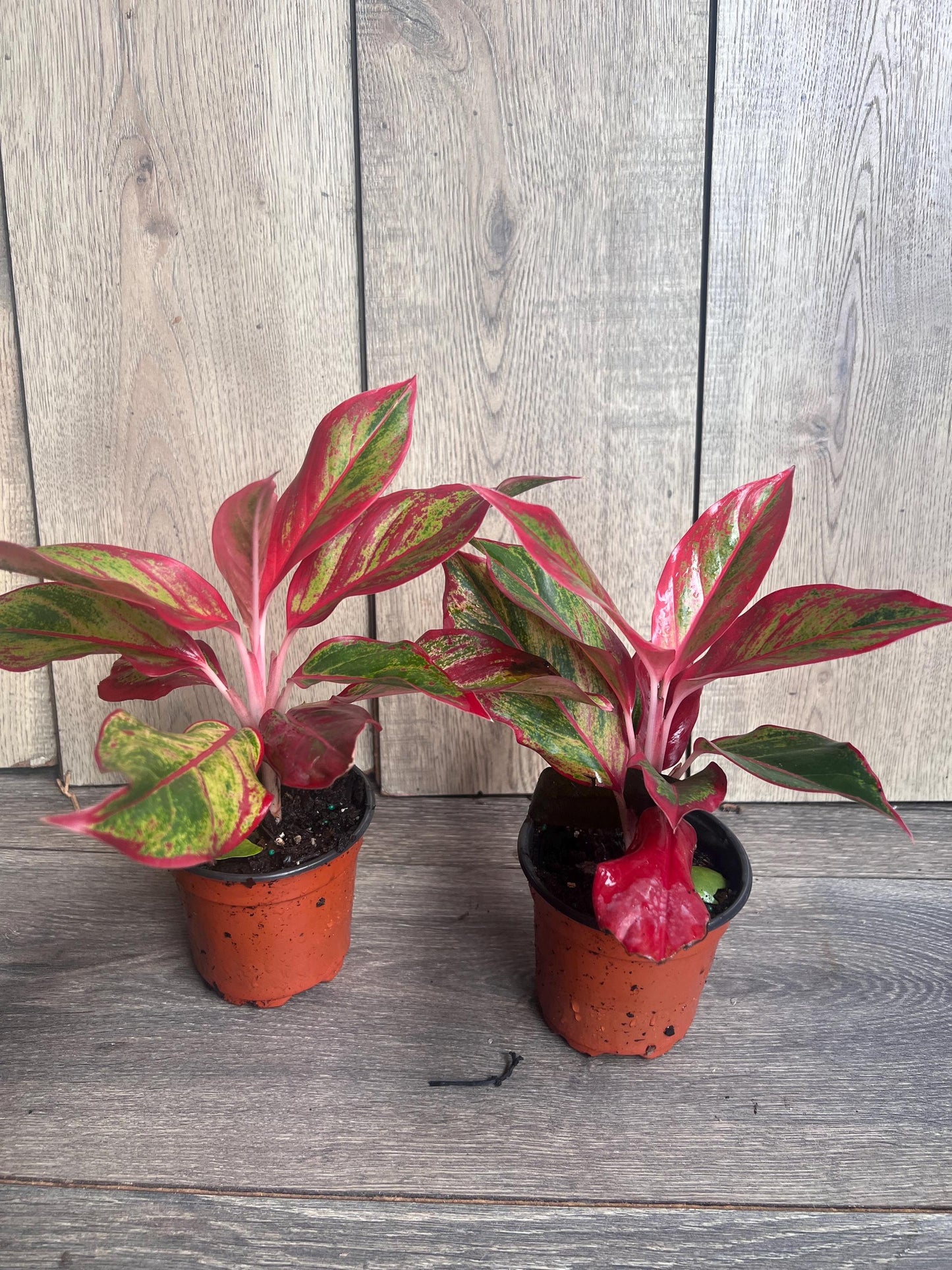 Aglaonema Red Creta in 4" Pot
