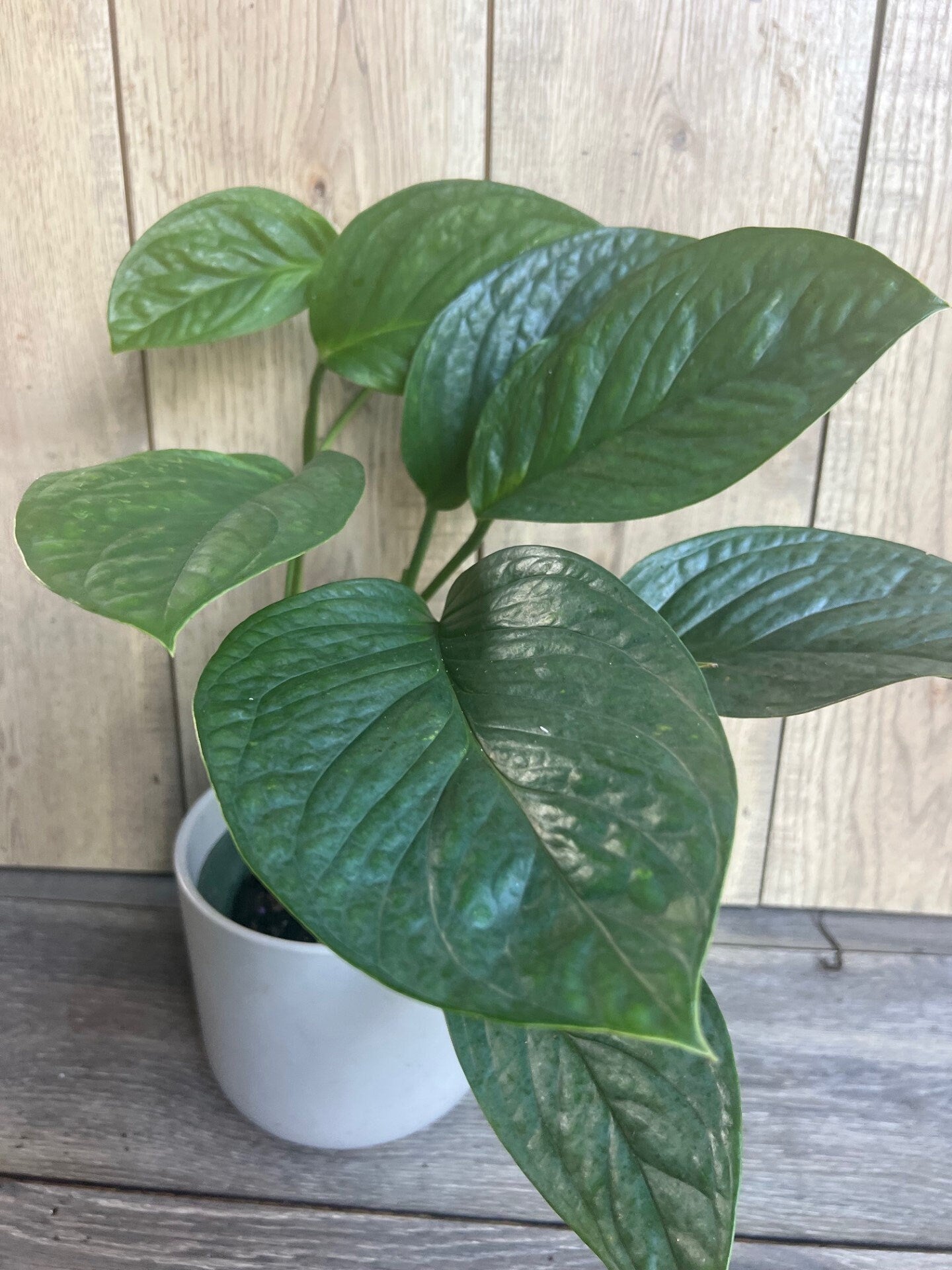 Monstera Pinnatipartita in 6"Pot