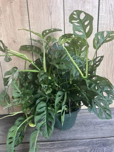 Monstera Adansonii in 8" HB , Swiss Cheese