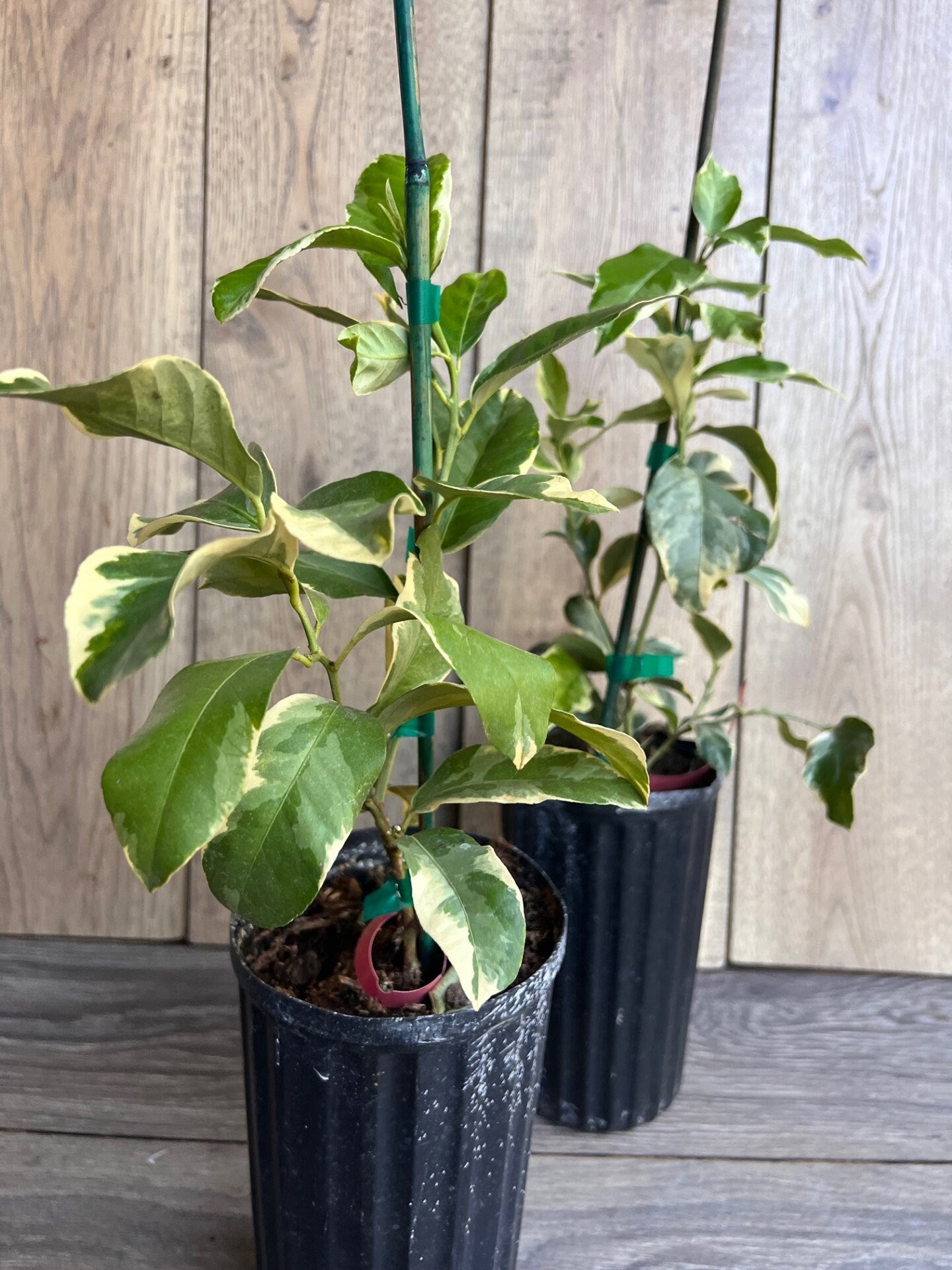 Variegated Pink Lemon in half Gallon Pot, air layered,  Florida Shipping Only