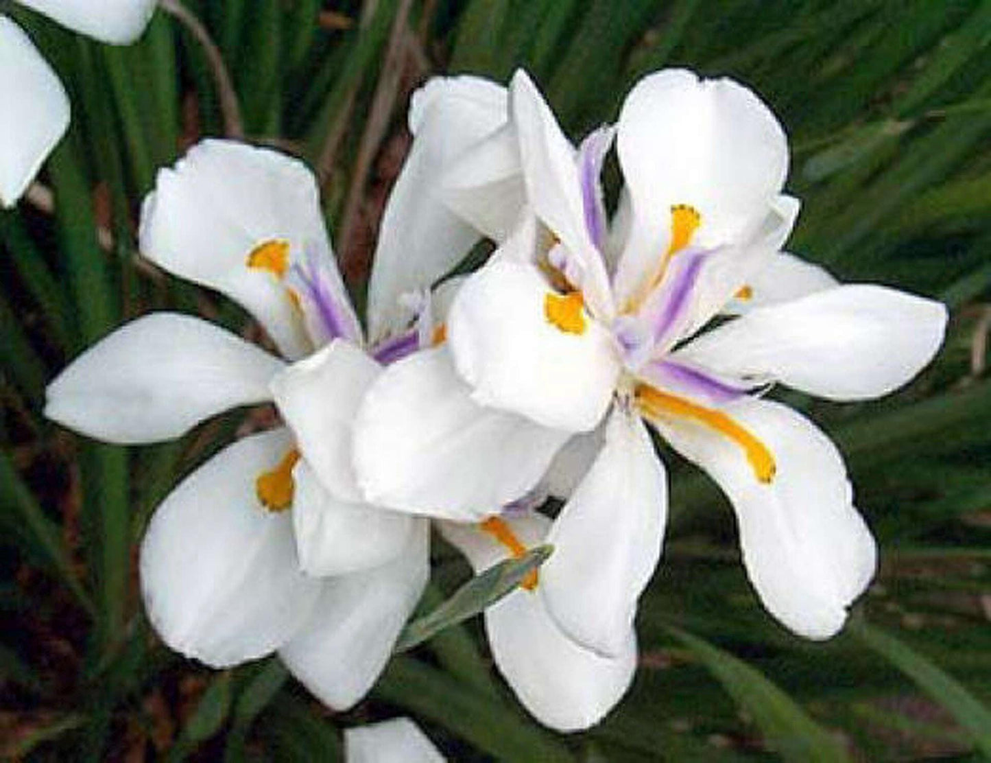 White African  Iris,  Dietes Iridioides,  Fortnight Lily, African Iris White in 6" Pot