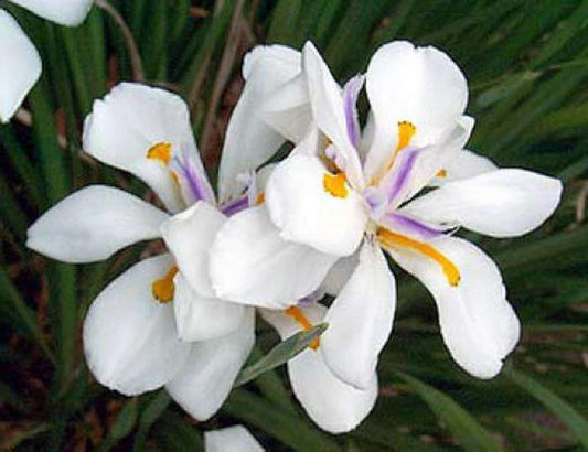 White African  Iris,  Dietes Iridioides,  Fortnight Lily, African Iris White in 6" Pot