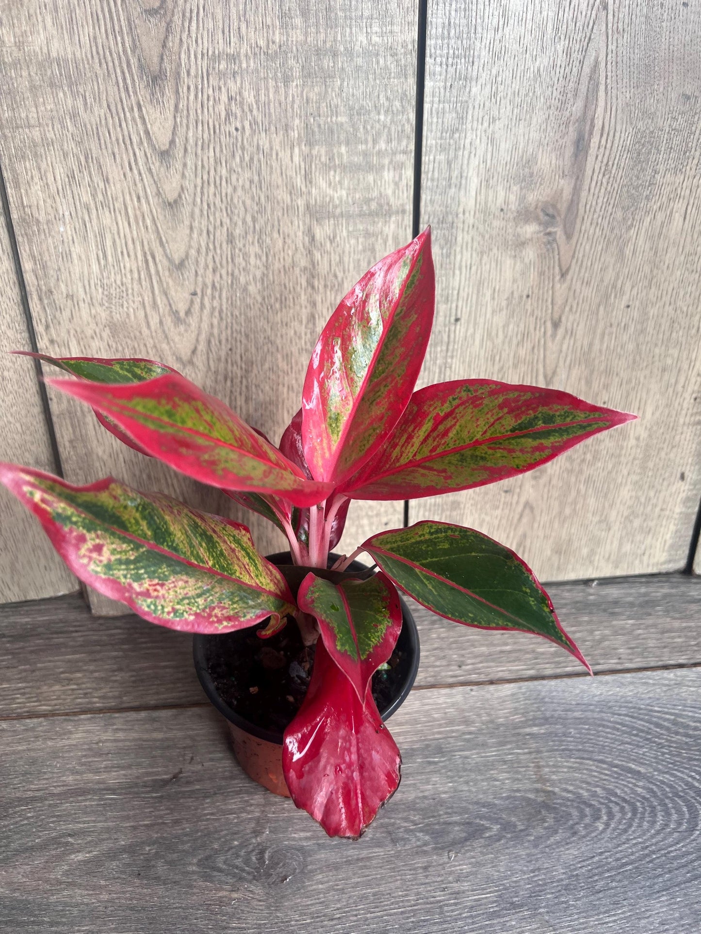 Aglaonema Red Creta in 4" Pot