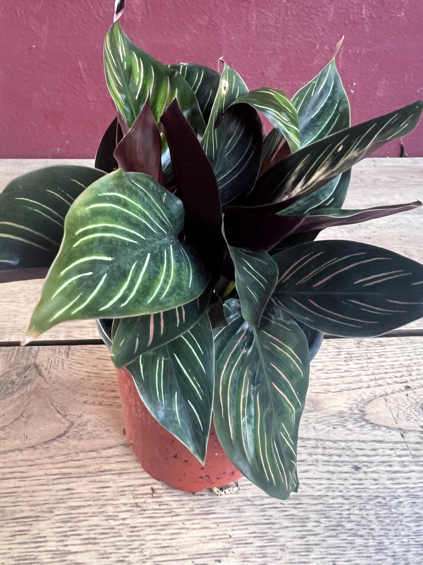 Calathea Beauty Star - Calathea , in 4" pot, Prayer Plant