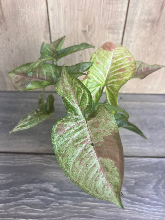 Syngonium Confetti in 4" Pot