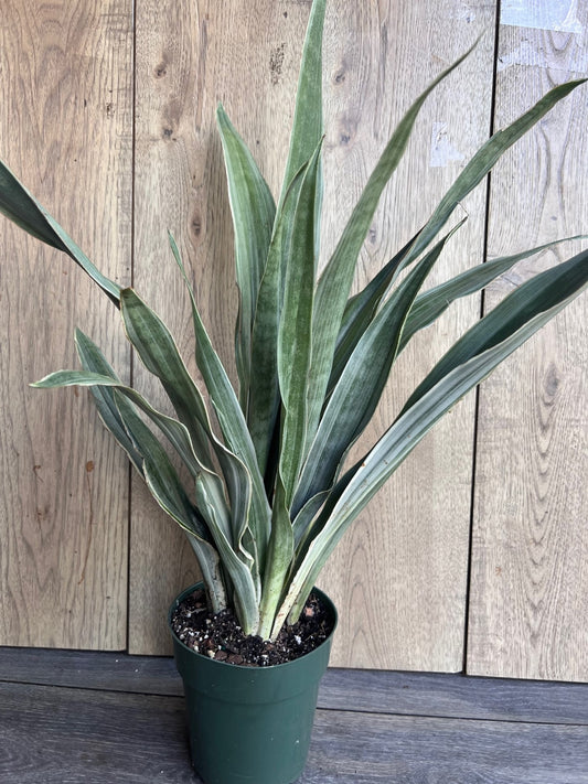 Sansevieria Sayuri in 6" pot, Snake Plant