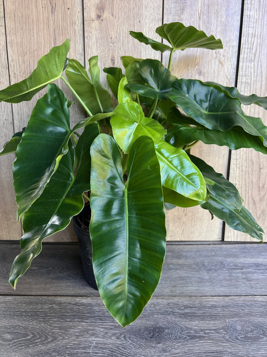 Philodendron Burle Marx, in 6" Pot