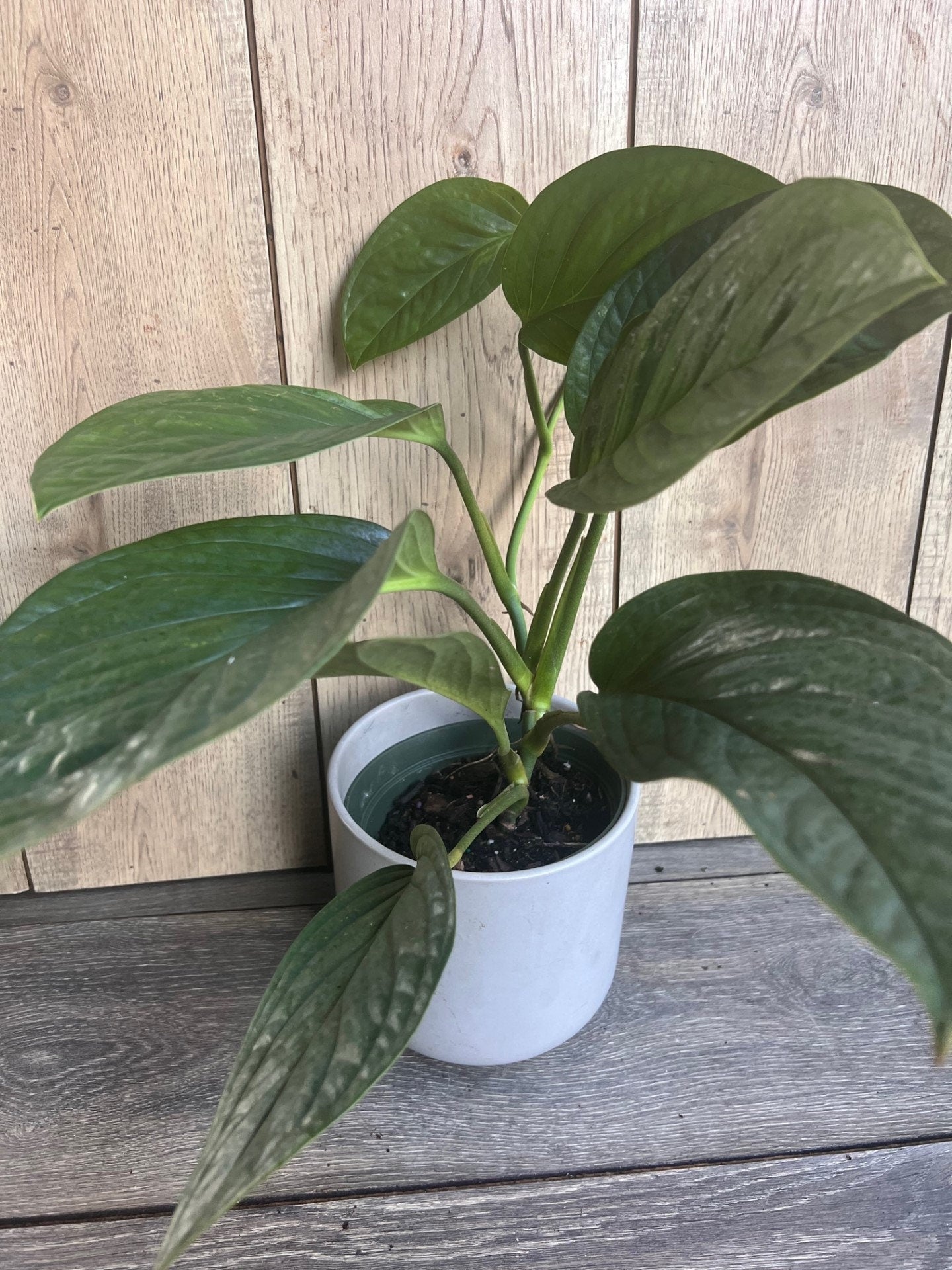 Monstera Pinnatipartita in 6"Pot