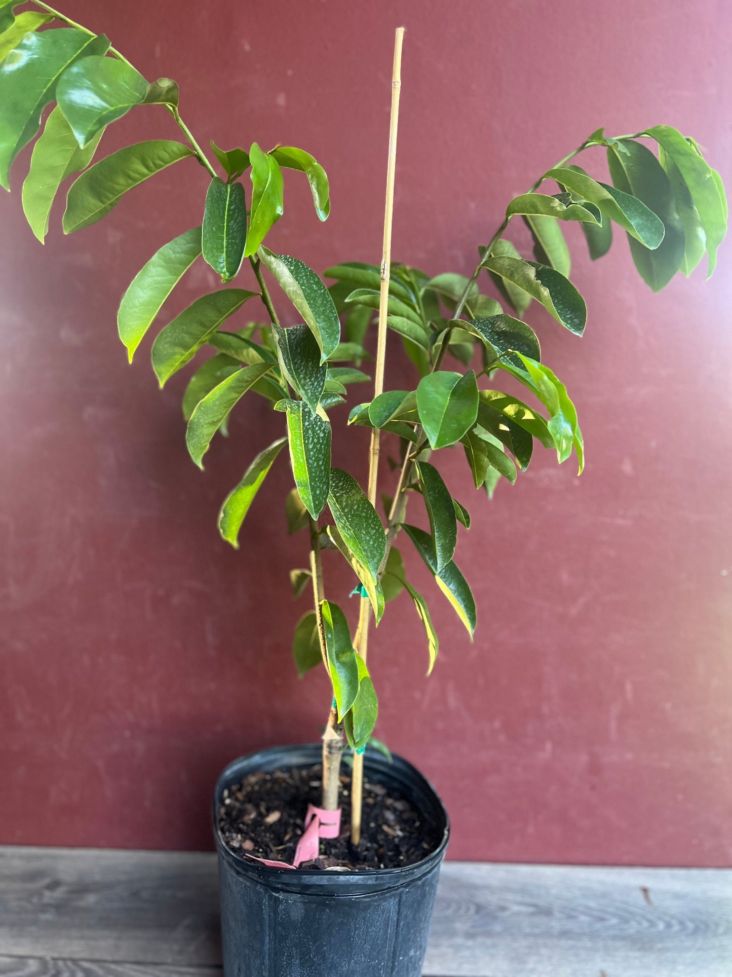 Soursop Tree, guanabana in 3 gallon  gallon pot ,grafted,  Sirsak, Anona Muricata, No Ship to CA and HI