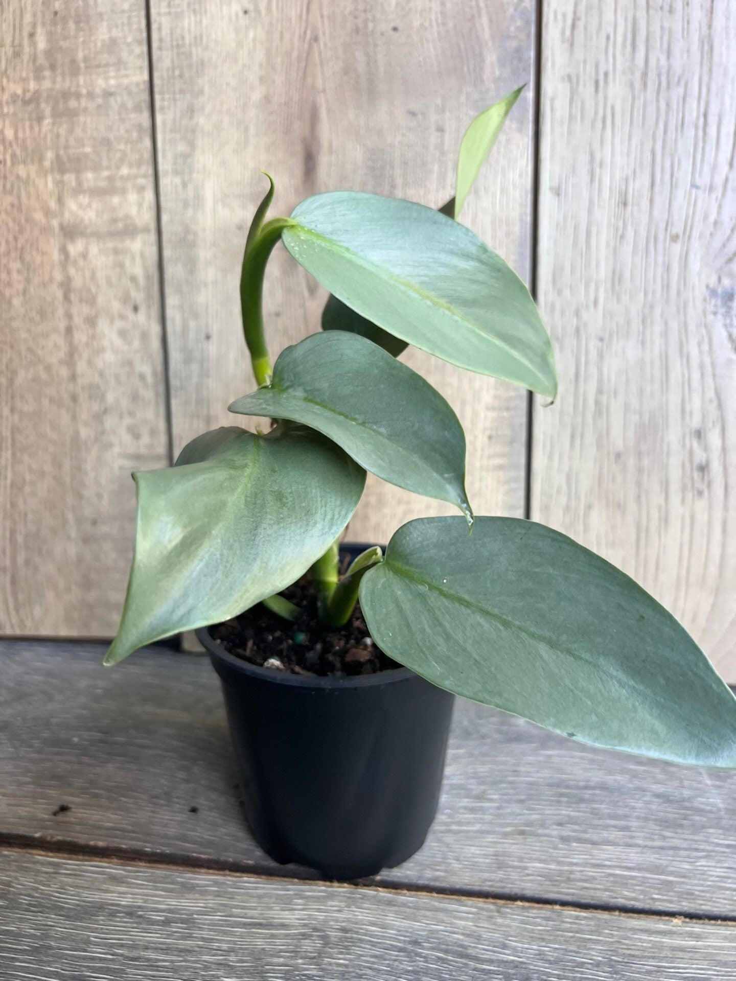 Philodendron SIlver Swords, Philodendron Hastatum in 4" pot