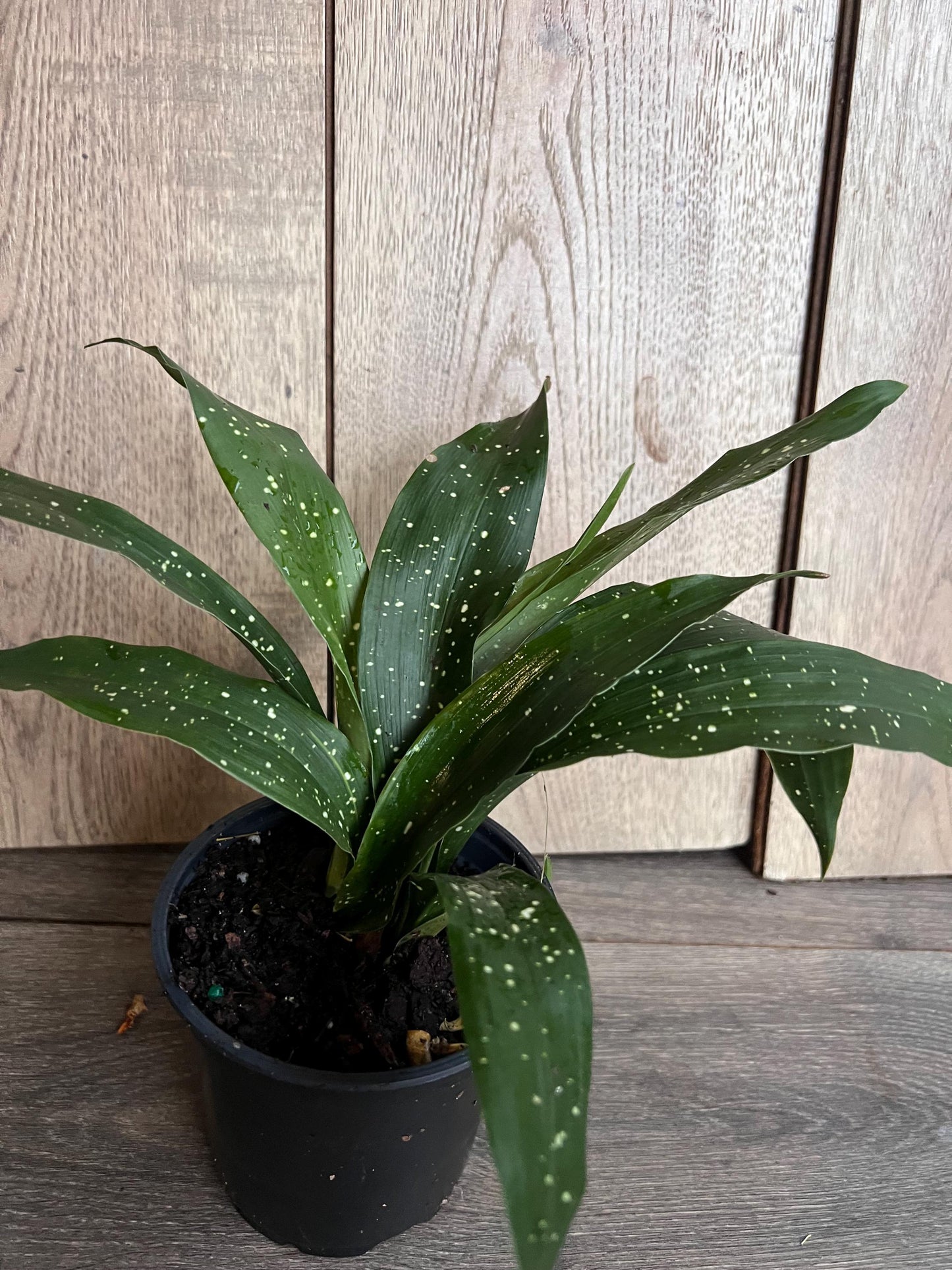 Aspidistra Elatior 'Milky Way' 4" Pot