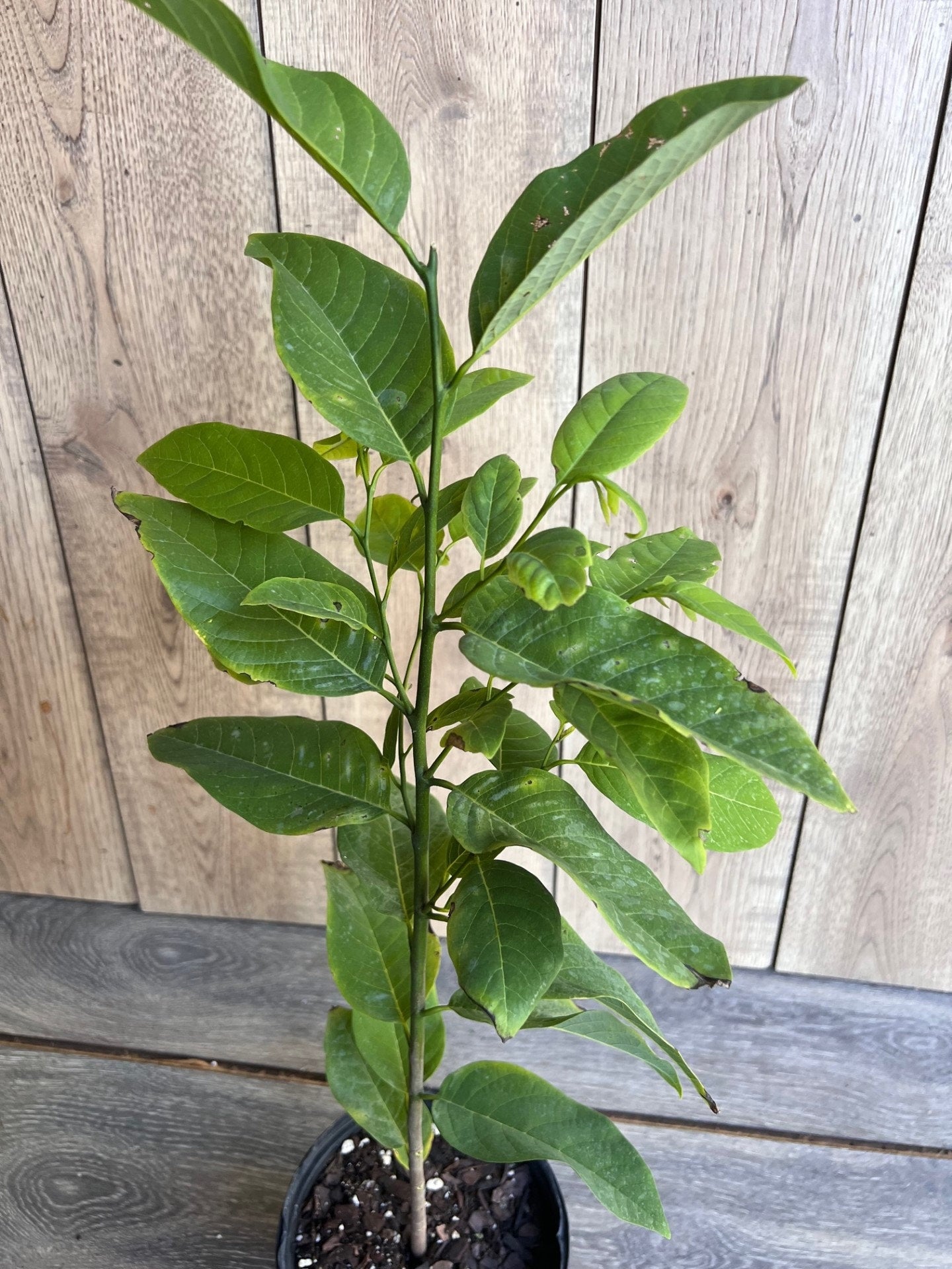 Sugar Apple in Half gallon pot , Srikaya, Annona Squamosa, Sweetsop Tree