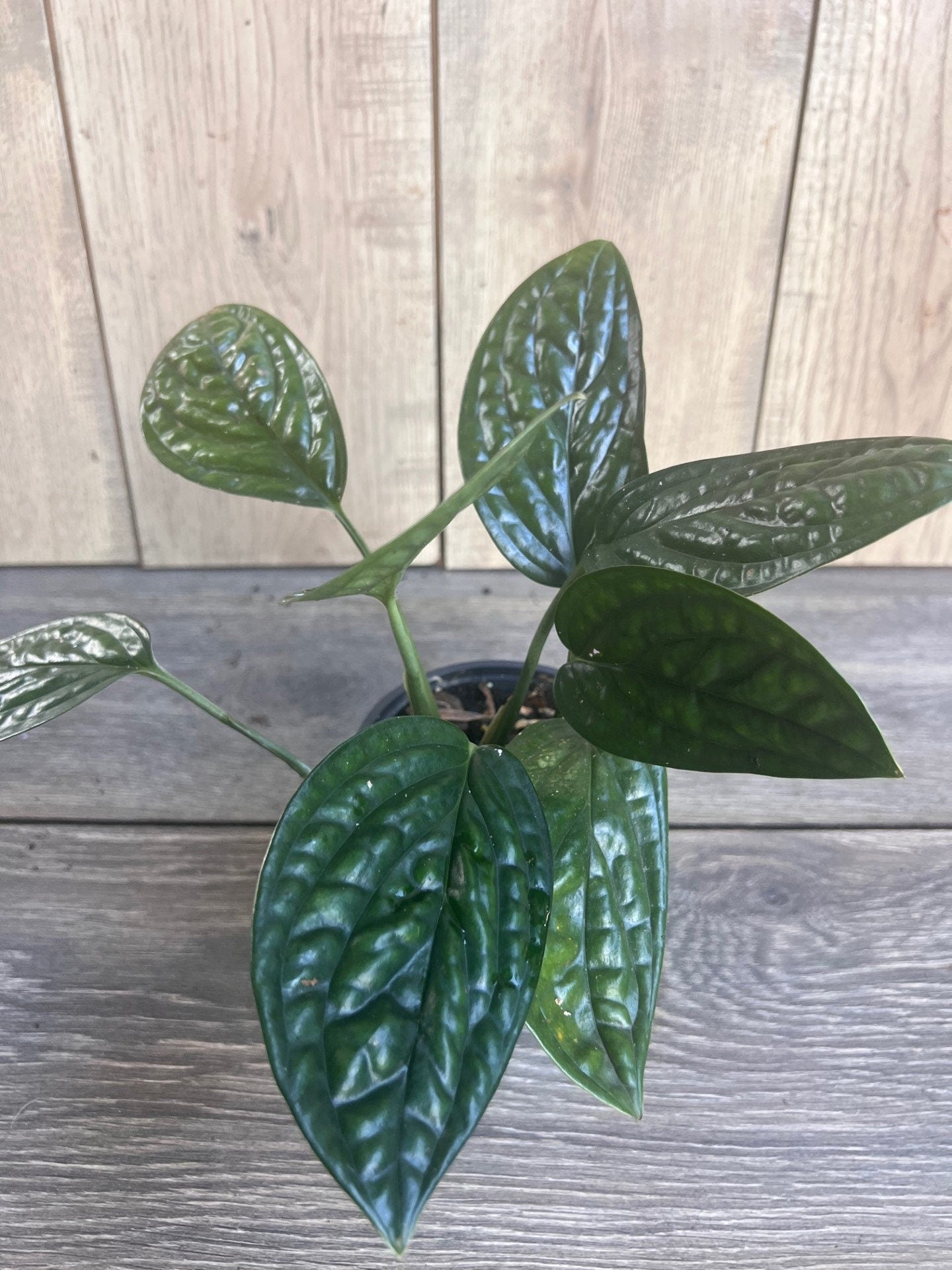 Monstera Peru in 4" pot, House Plant