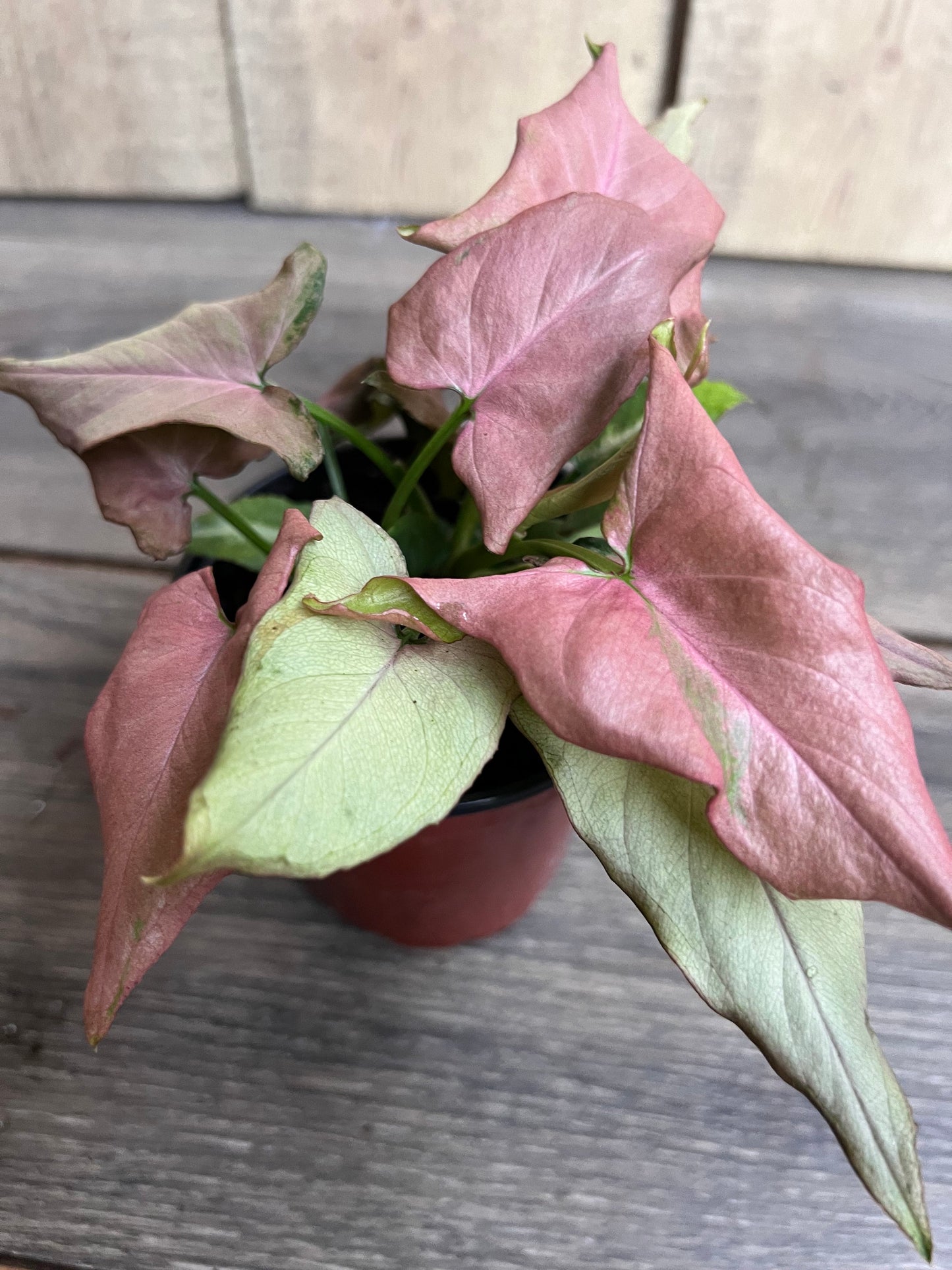 Syngonium Pink schott, Pink Perfection in 4' Pot