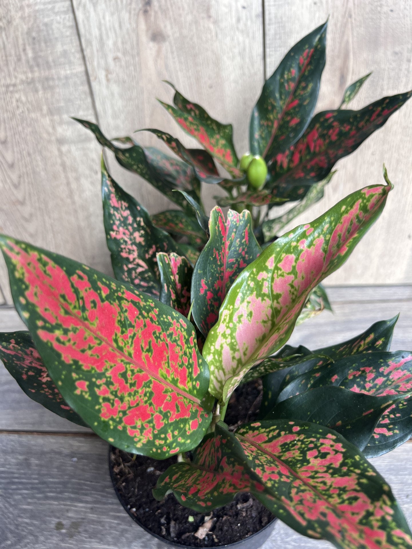 Aglaonema Narrow Spinel in 6" Pot