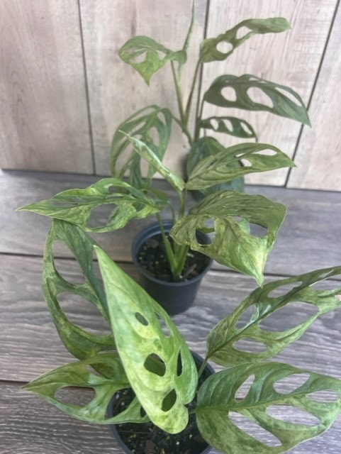 Variegated Monstera Adansonii mint , in 4"pot,  rare plant