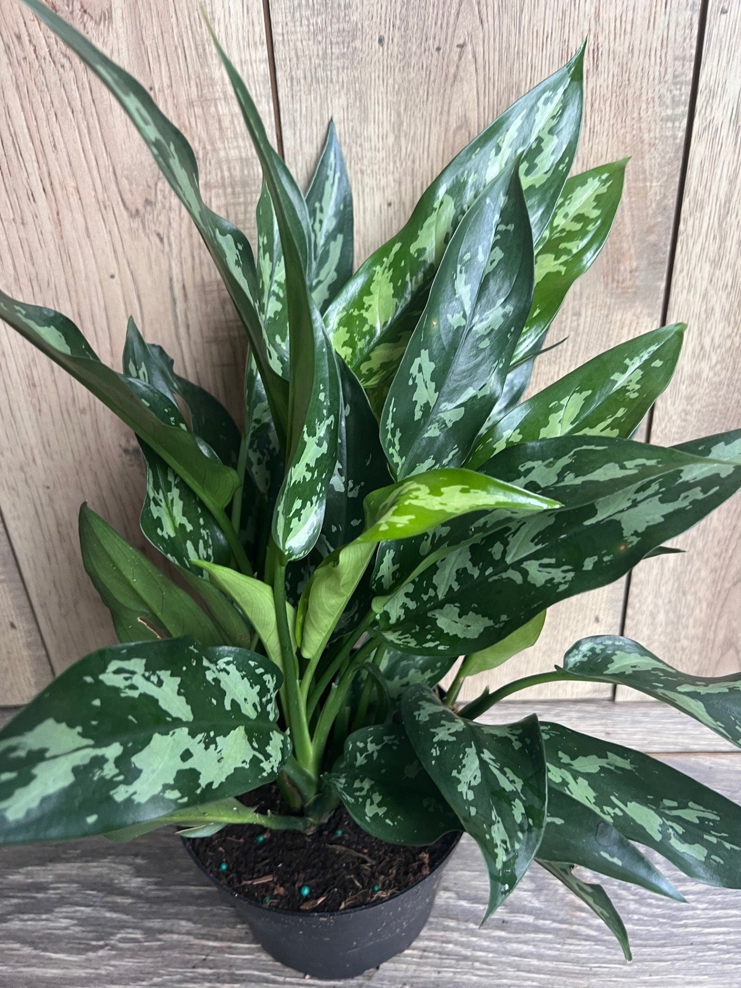 Aglaonema Maria, Aglaonema Tigress in 6" inches pot