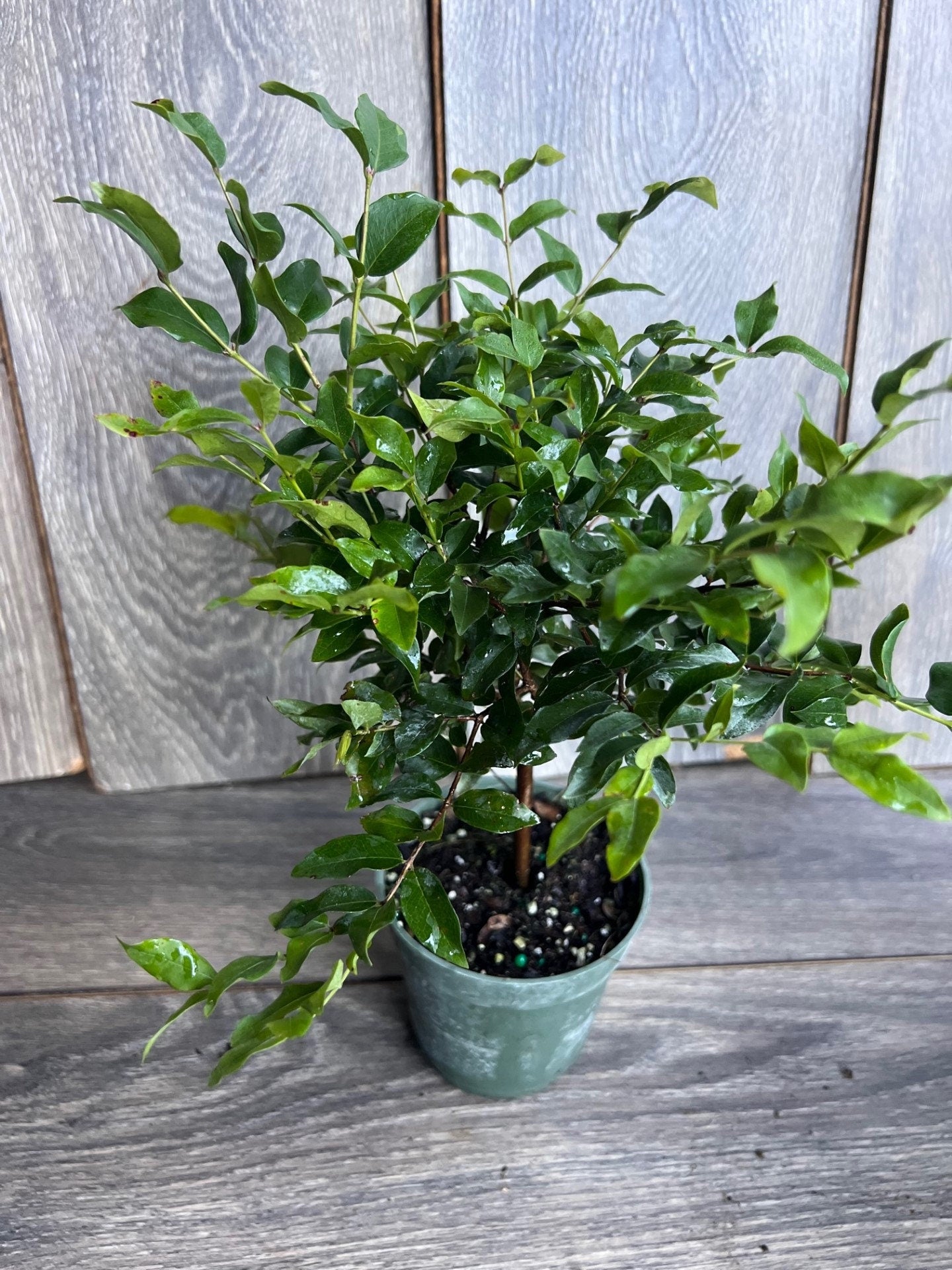 Myrciaria cauliflora Precoce, dwarf Jaboticaba Fruit Tree in 4" Pot
