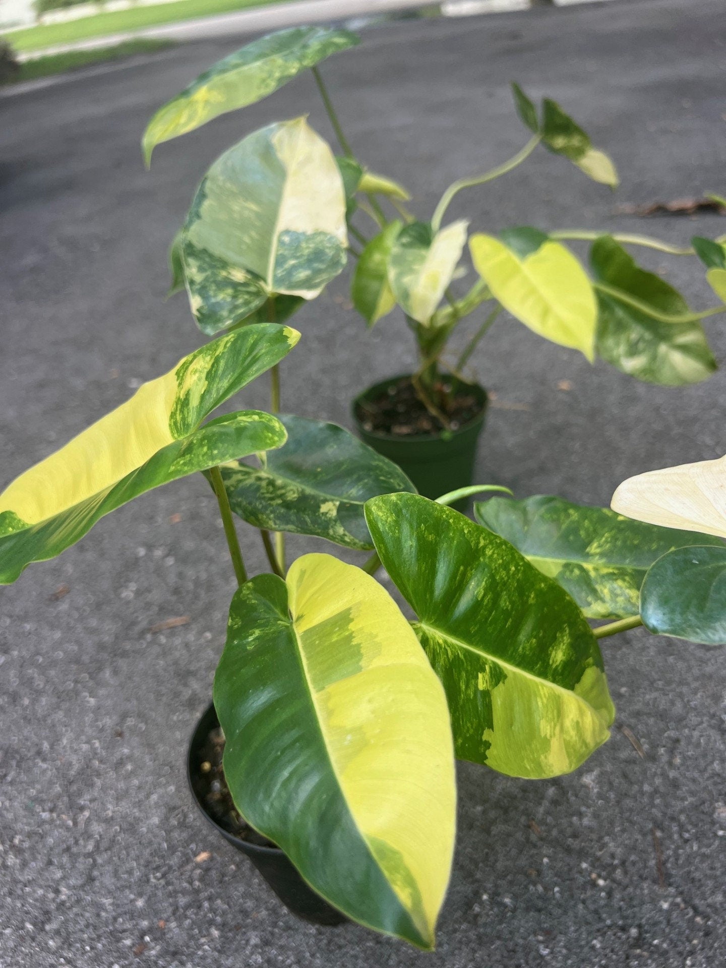 Variegated burle Marx in 4" Pot, aroid, Rare