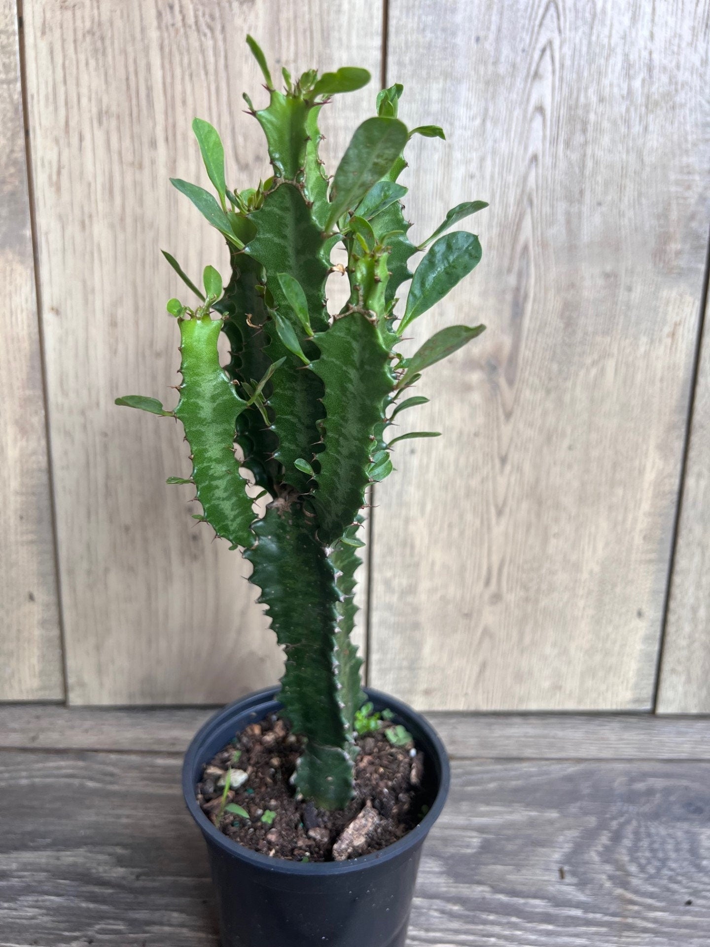 Trigona Green in 4", African Milk Tree, Cactus, Succulent, Live plant