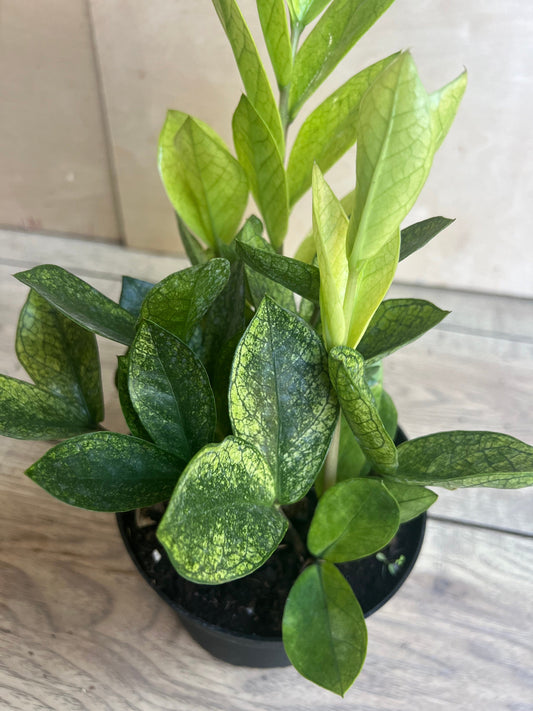 zz chameleon  in 6" pot,