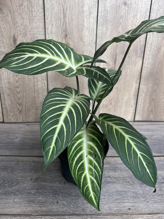 Xanthosoma lindenii Magnificum in 6" Pot , Caladium Lindenii