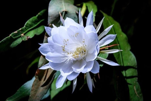 Epiphyllum oxypetalum , Night Blooming Cactus, orchid in 4" Pot, Queen of the night