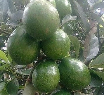 Marcus Pumpkin Avocado Tree  , Grafted in 3 Gallon Pot, No Ship to HI