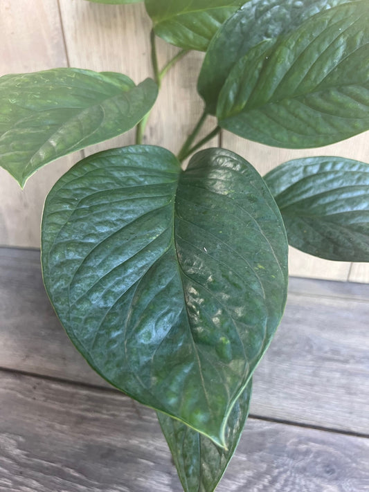 Monstera Pinnatipartita in 6"Pot