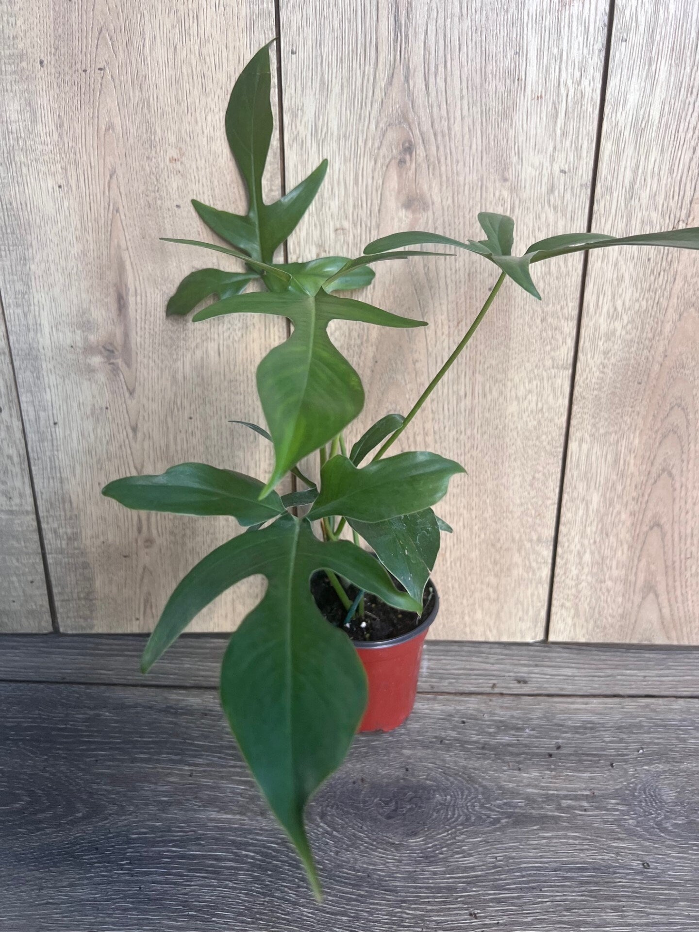 Philodendron Pedatum Glad Hands In 4" Pot