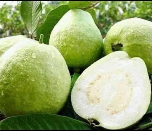 Thai Guava, in 10" Pot, Jambu Batu, Psidium guajava, Ferang, White Guava tree, No Ship to CA and HI