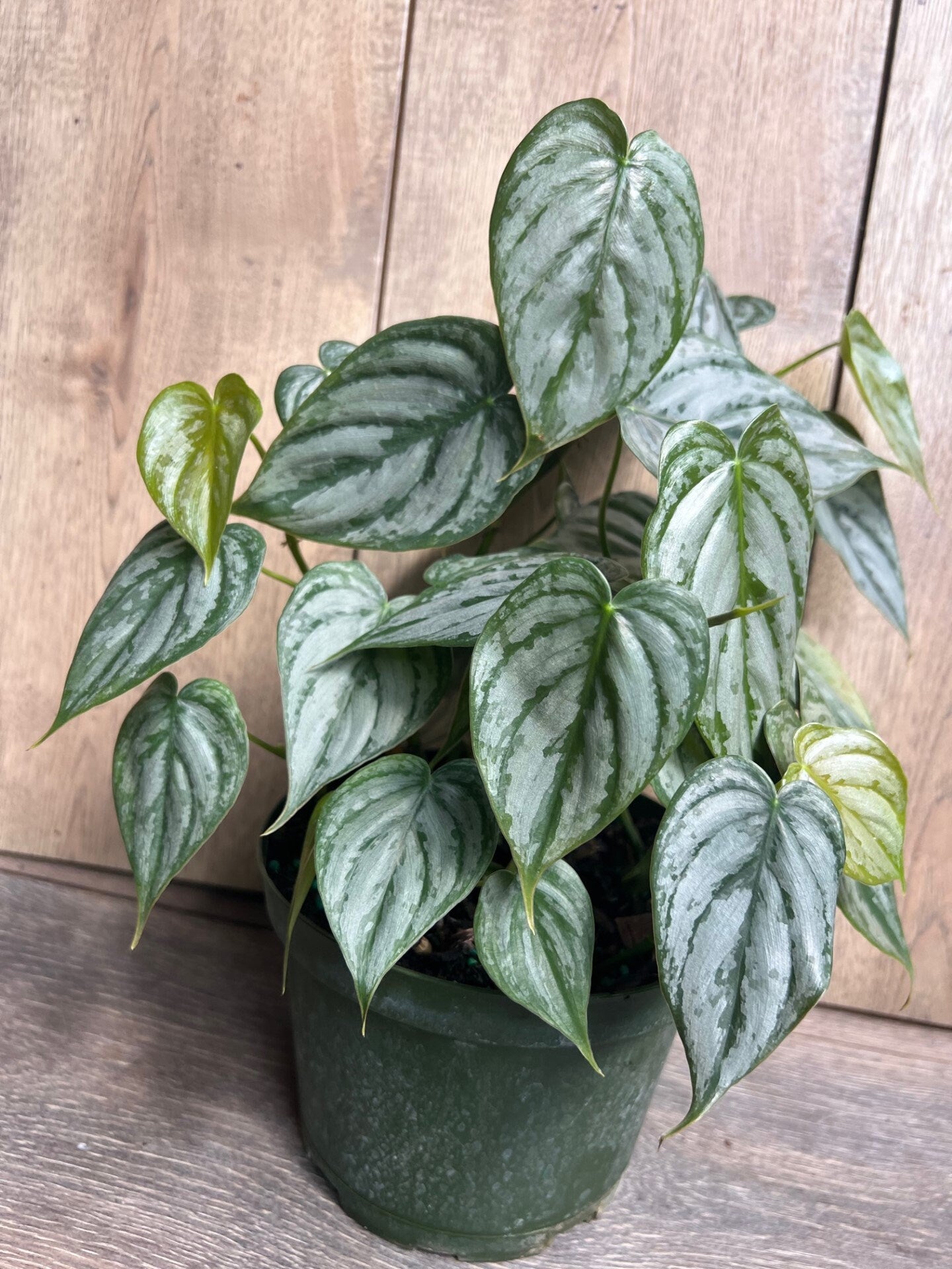 Philodendron "Brandi" , Philodendron Brandtianum in 6" Pot