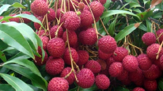 Sweetheart Lychee in 4" Pot