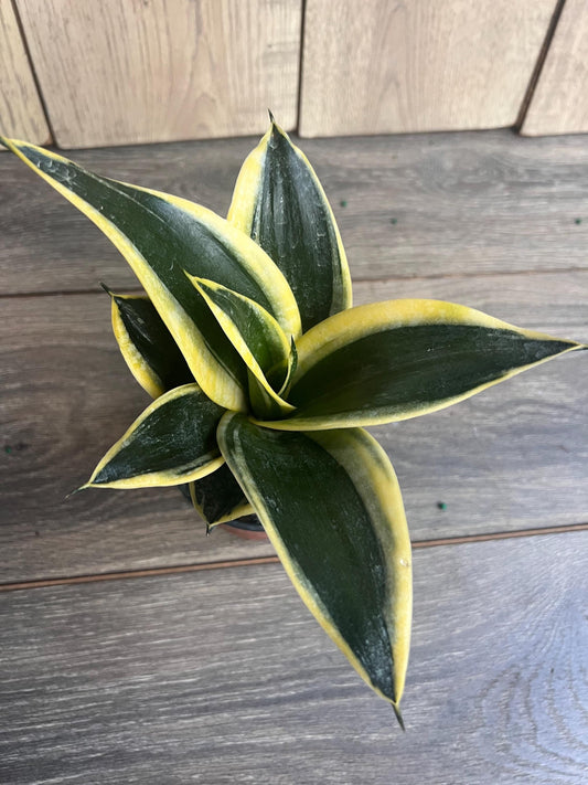 Sansevieria Jade Pagoda Hahnii in 4"pot, snake plant