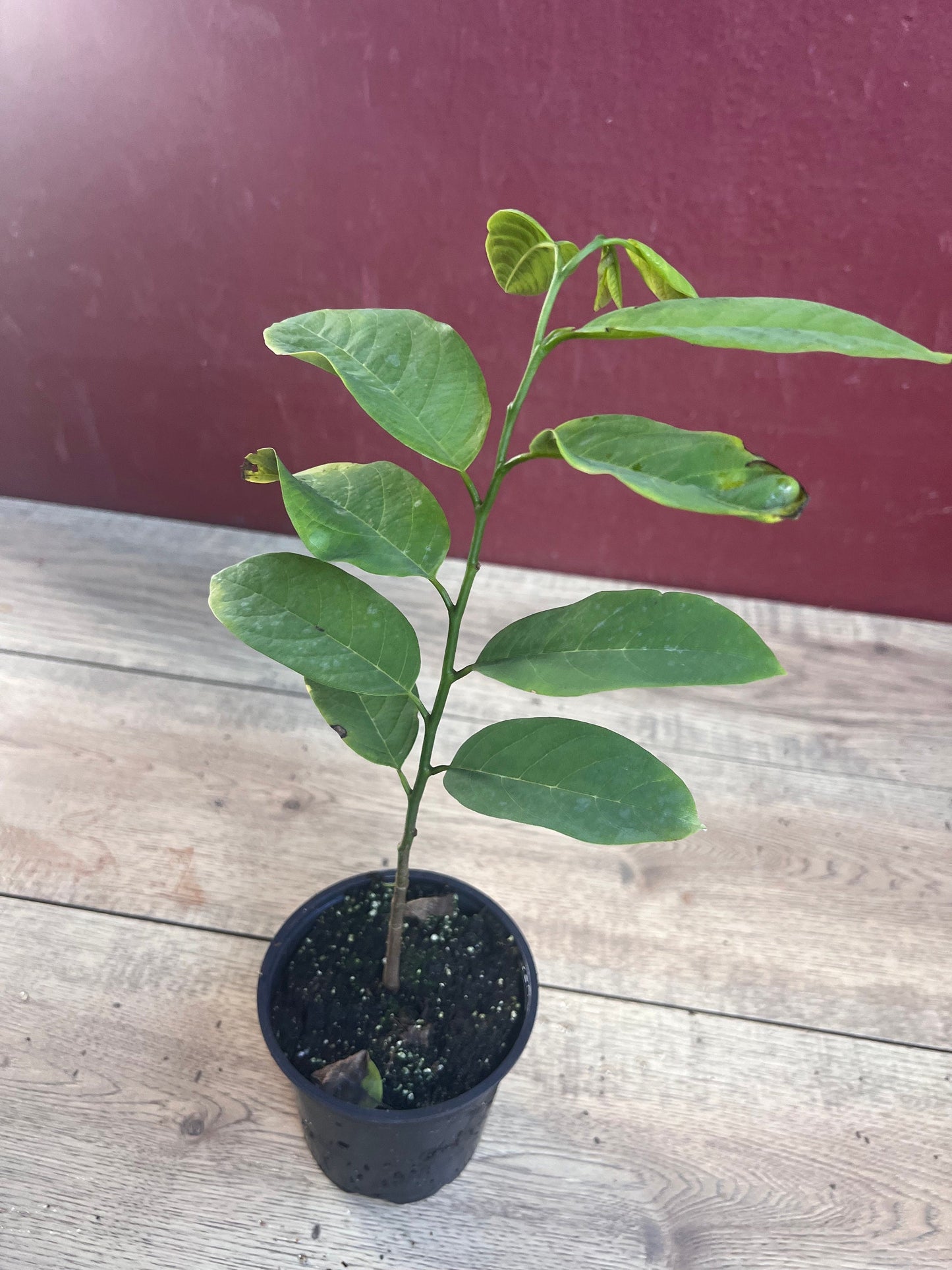 Sugar Apple in 4" pot , Srikaya, Annona Squamosa, Sweetsop Tree
