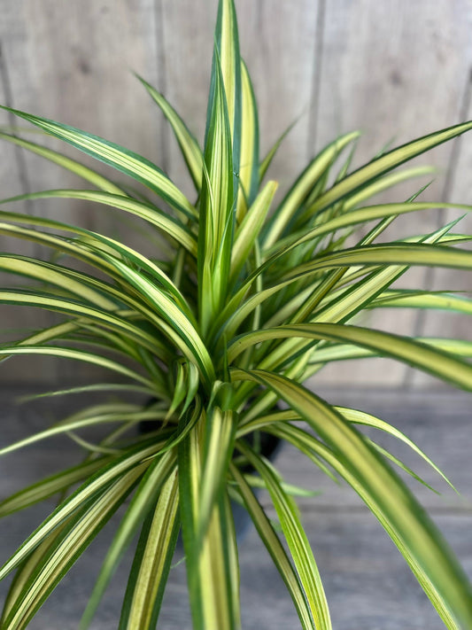 Pandanus baptistii Aureus - Variegated Dwarf Pandanus in 1/2 Gallon Pot,  pandan