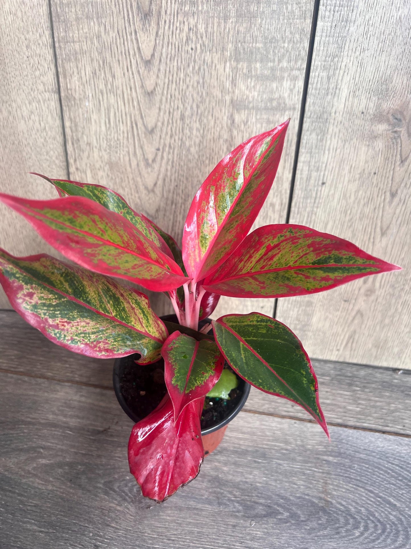 Aglaonema Red Creta in 4" Pot