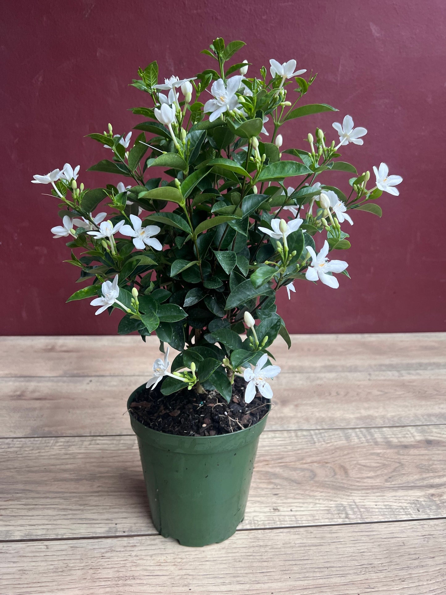 Asian Snow Jasmine in 6" Pot, house plant, indoor plant, outdoor plant