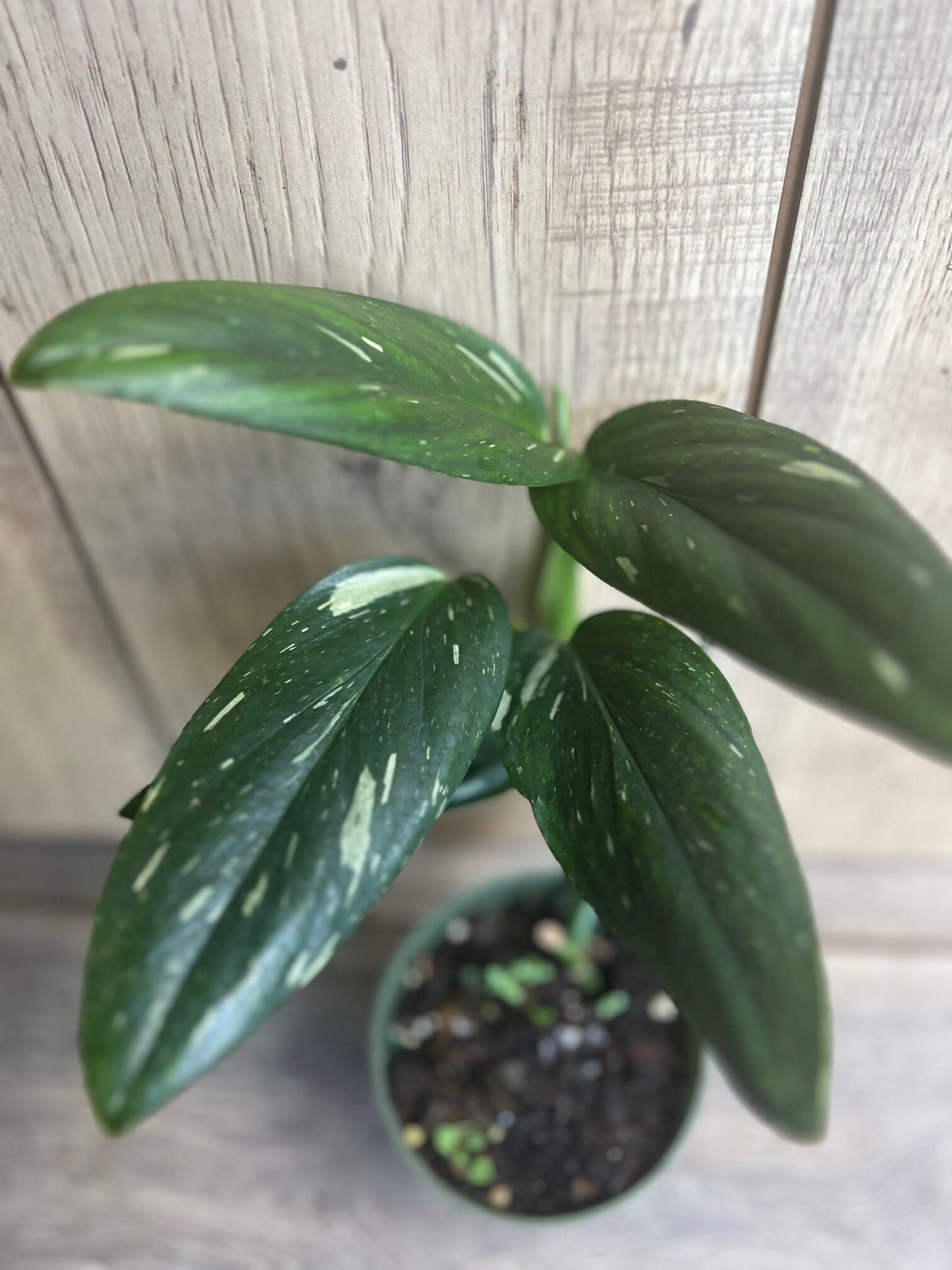 Monstera Standleyana Albo in 4" Pot , Philodendron Cobra