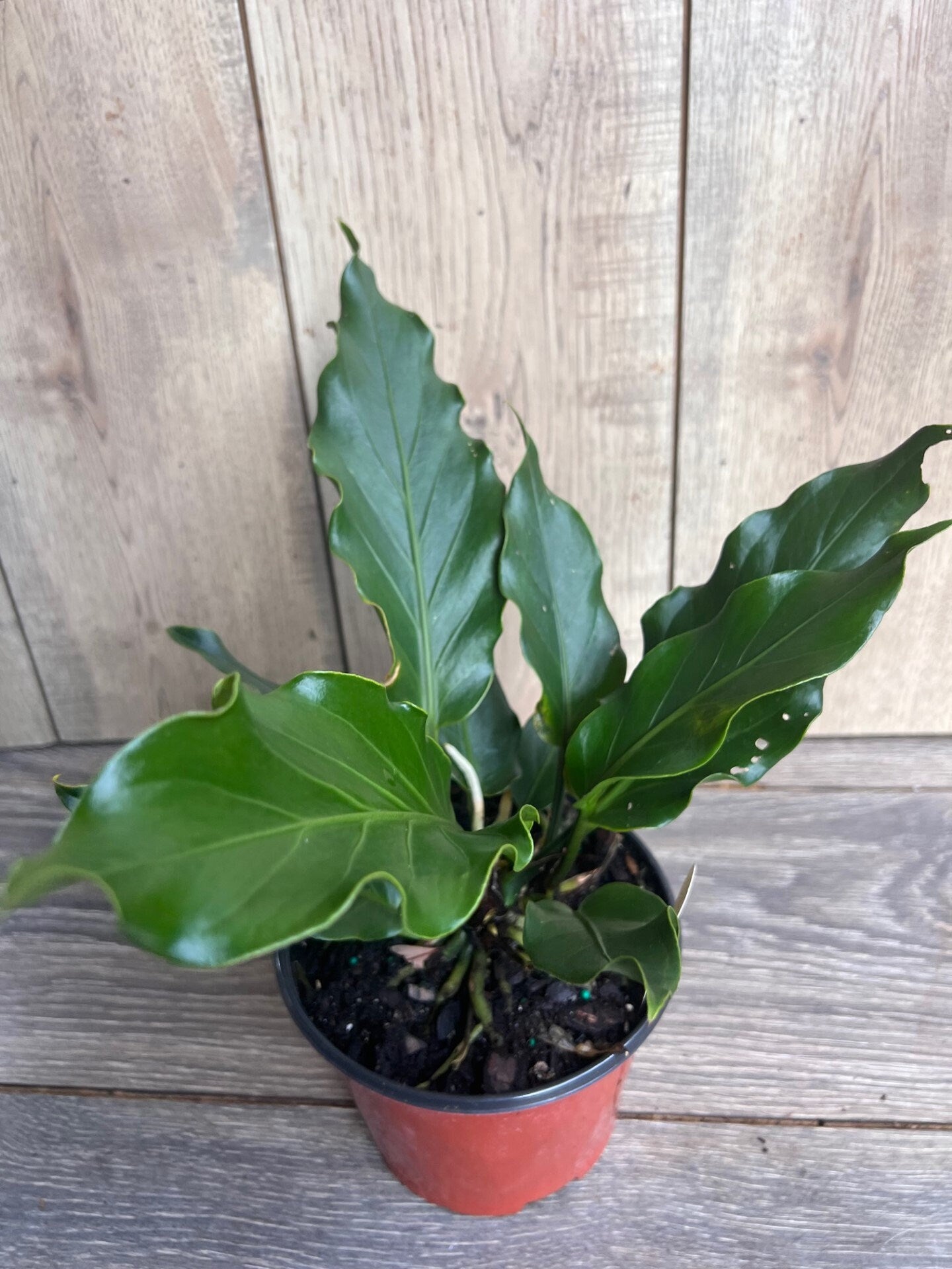 Anthurium Plowmanii in 6" Pot